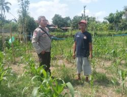 Dukung Swasembada Pangan, Polsek Batulayar Dampingi Petani Lokal Manfaatkan Lahan Kosong