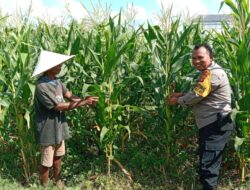 Strategi Polsek Labuapi Turun ke Sawah, Jaga Ketahanan Pangan Lewat Perawatan Jagung di Bagik Polak