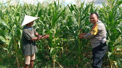 Strategi Polsek Labuapi Turun ke Sawah, Jaga Ketahanan Pangan Lewat Perawatan Jagung di Bagik Polak