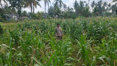 Bhabinkamtibmas Desa Danger Monitoring Ketahanan Pangan dan Ajak Warga Jaga Kamtibmas