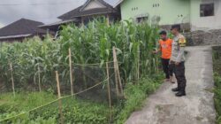 Bhabinkamtibmas Desa Paokmotong Monitoring Program Ketahanan Pangan, Dukung Swasembada Pangan Pemerintah