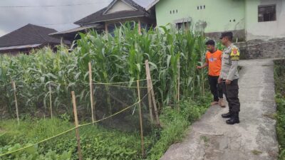 Bhabinkamtibmas Desa Paokmotong Monitoring Program Ketahanan Pangan, Dukung Swasembada Pangan Pemerintah