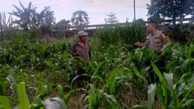 Pantau Harga Bahan Pokok, Polsek Labuapi Perkuat Ketahanan Pangan Desa Terong Tawah