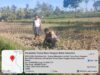Bhabinkamtibmas Desa Kalianyar Jalin Silaturahmi dengan Ketua Kelompok Tani Suka Karya II dan Cek Perkembangan Tanaman Jagung Warga