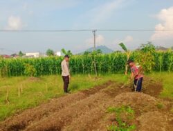 Dukung Ketahanan Pangan, Polsek Labuapi Turun Langsung Dampingi Petani di Lombok Barat