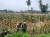 Bhabinkamtibmas Gerung Kawal Ketahanan Pangan di Desa Taman Ayu
