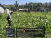 Bhabinkamtibmas Desa Leming Cek Lahan Jagung Milik Warga di Dusun Karmela Selatan