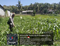 Bhabinkamtibmas Desa Leming Cek Lahan Jagung Milik Warga di Dusun Karmela Selatan