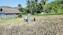 Bhabinkamtibmas Kuripan Dampingi Petani Jagung Lombok Barat Perkuat Ketahanan Pangan