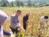Polsek Sekotong Kawal BPS RI Hitung Ubinan Jagung di Lombok Barat
