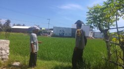 Dukung Ketahanan Pangan, Bhabinkamtibmas Desa Pelat Motivasi Petani Padi Optimalkan Lahan