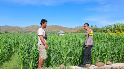 Bahaya Pemasangan Kawat Beraliran Listrik Bhabinkamtibmas Polsek Kempo Pantau Lahan Jagung Warga, Edukasi Pertanian dan Imbau 
