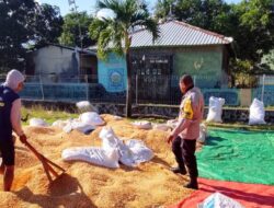 Dampingi Petani Pascapanen Jagung,Polri Edukasi Kualitas Hasil Panen untuk Tingkatkan Nilai Jual