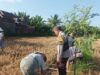 Polri Turun Ke Sawah Sukseskan Swasembada Pangan di Lombok Barat