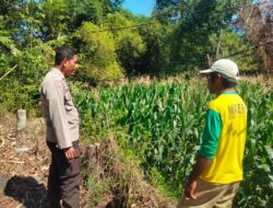 Bhabinkamtibmas Polsek Hu’u Pantau Lahan Jagung Warga, Wujud Nyata Dukungan Polri terhadap Ketahanan Pangan Nasional