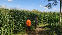 Perkuat Ketahanan Pangan Desa, Bhabinkamtibmas Desa Tatede Sambangi Petani di Ladang