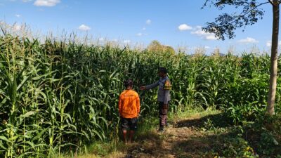 Perkuat Ketahanan Pangan Desa, Bhabinkamtibmas Desa Tatede Sambangi Petani di Ladang
