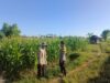 Dukung Ketahanan Pangan Nasional, Bhabinkamtibmas Desa Lekong Sambangi Petani Jagung