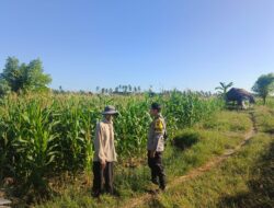 Dukung Ketahanan Pangan Nasional, Bhabinkamtibmas Desa Lekong Sambangi Petani Jagung