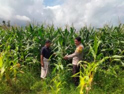 Bhabinkamtibmas Polsek Hu’u Pantau Lahan Jagung Warga, Dorong Pemanfaatan Pekarangan untuk Tingkatkan Kesejahteraan Petani