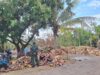 Dari Rempek Menuju Luar Daerah, Kelapa Warga Terus Mengalir