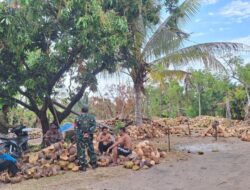 Dari Rempek Menuju Luar Daerah, Kelapa Warga Terus Mengalir