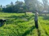 Dukung Ketahanan Pangan Nasional, Bhabinkamtibmas Desa Ledang Sambangi Petani Hortikultura