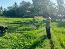 Dukung Ketahanan Pangan Nasional, Bhabinkamtibmas Desa Ledang Sambangi Petani Hortikultura