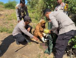 Gegerkan Warga, Sesosok Bayi Ditemukan Meninggal Dunia di Lahan Jagung Badas