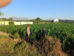Dampingi Petani Jagung di Desa Tarusa, Bhabinkamtibmas Motivasi Warga Sukseskan Ketahanan Pangan