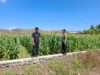 Dukung Ketahanan Pangan Nasional, Bhabinkamtibmas Desa Dorokobo Pantau Lahan Jagung dan Berikan Motivasi kepada Petani