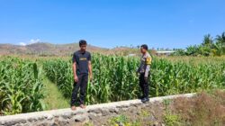 Dukung Ketahanan Pangan Nasional, Bhabinkamtibmas Desa Dorokobo Pantau Lahan Jagung dan Berikan Motivasi kepada Petani