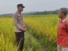 Dampingi Petani Padi di Desa Lunyuk Ode, Bhabinkamtibmas Dorong Optimalisasi Pekarangan Rumah