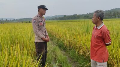 Dampingi Petani Padi di Desa Lunyuk Ode, Bhabinkamtibmas Dorong Optimalisasi Pekarangan Rumah