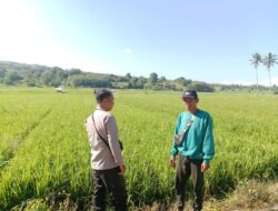 Pantau Stabilitas Harga, Bhabinkamtibmas Desa Lunyuk Rea Sambangi Petani Padi