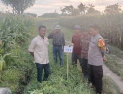 Bhabinkamtibmas Desa Malaju Dorong Pemanfaatan Pekarangan untuk Dukung Ketahanan Pangan di Kecamatan Kilo