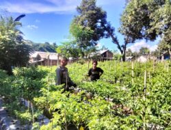 Tinjau Lahan Produktif, Bhabinkamtibmas Desa Labuhan Badas Motivasi Petani Cabai Dukung Ketahanan Pangan