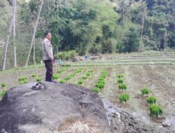 Dukung Penuh Ketahanan Pangan Desa, Bhabinkamtibmas Desa Tepal Tinjau Langsung Lahan Pertanian Padi