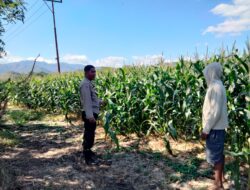 Bhabinkamtibmas Desa Cempi Jaya Lakukan Pemantauan Lahan Jagung, Dukung Program Ketahanan Pangan Nasional