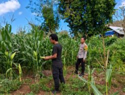 Dukung Ketahanan Pangan Nasional, Bhabinkamtibmas Desa Dorokobo Ajak Warga Optimalkan Lahan Pekarangan dan Tingkatkan Produktivitas Jagung