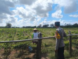 Bhabinkamtibmas Desa Suka Damai Sambangi Petani Cabai dan Ajak Manfaatkan Pekarangan