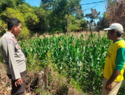 BHABINKAMTIBMAS POLSEK HU’U DORONG INOVASI PEMANFAATAN LAHAN PEKARANGAN UNTUK DUKUNG KETAHANAN PANGAN NASIONAL