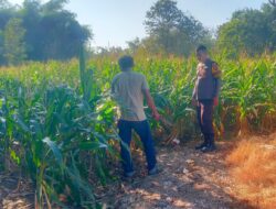 Tinjau Langsung Warga di Ladang, Bhabinkamtibmas Desa Semamung Ajak Sukseskan Ketahanan Pangan Nasional