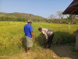 Gali Kendala Petani Demi Sukseskan Ketahanan Pangan, Bhabinkamtibmas Desa Ngeru Tinjau Lahan Padi Warga