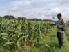 Polsek Labuapi Turun ke Sawah Dampingi Petani Wujudkan Ketahanan Pangan di Lombok Barat