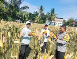 Bhabinkamtibmas Desa Bagik Papan Cek Panen Jagung dan Berikan Himbauan Kamtibmas kepada Masyarakat
