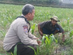 Dukung Swasembada Pangan, Polsek Batulayar Turun Langsung Dampingi Petani di Lombok Barat