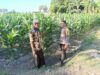 Bhabinkamtibmas Desa Pohgading Timur Cek Tanaman Jagung, Dukung Program Ketahanan Pangan dan Ajak Petani Jual Hasil Panen ke Bulog