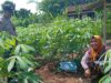 Kunci Sukses Polsek Labuapi Dorong Ketahanan Pangan Lewat Pekarangan Produktif