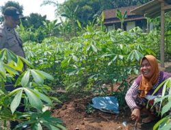 Kunci Sukses Polsek Labuapi Dorong Ketahanan Pangan Lewat Pekarangan Produktif